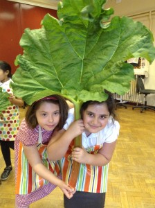 rhubarb