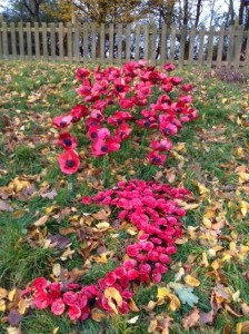 poppies wave