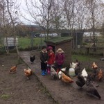 chickens2