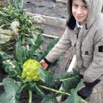 Children back on the school farm: who is the more photogenic, JS in Y5 or the Romanescu cauliflower?