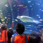 Under the sea with Reception