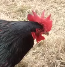 Spring Chickens in year 1