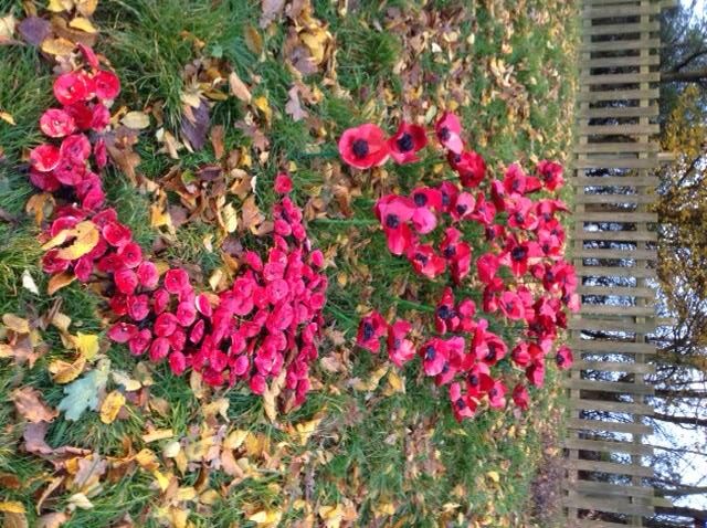 poppies wave